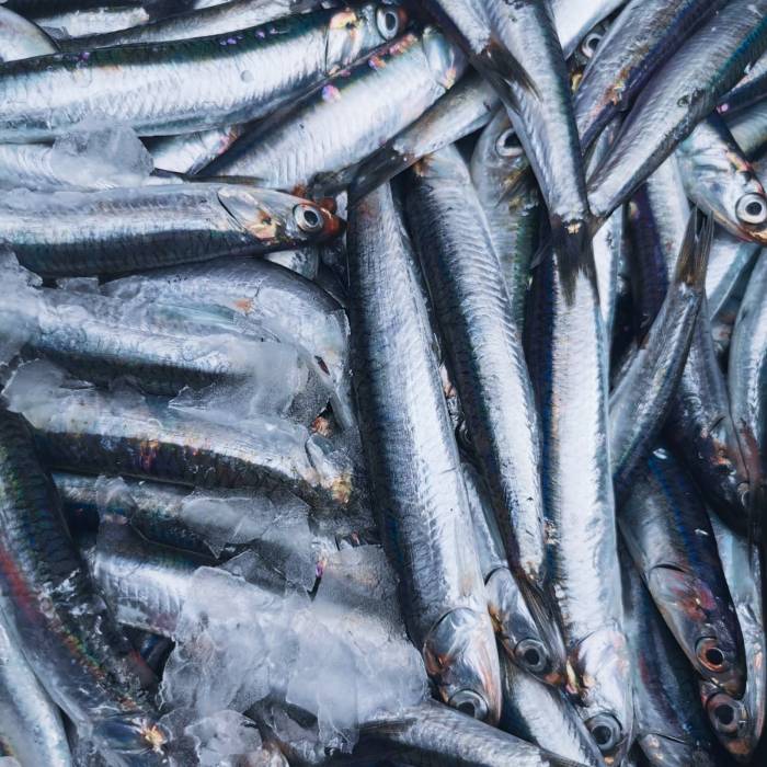 Inćun | Ribarnica TUNA