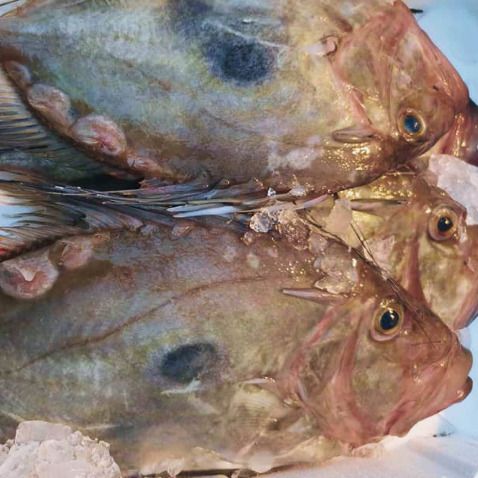 Kovač | Ribarnica TUNA